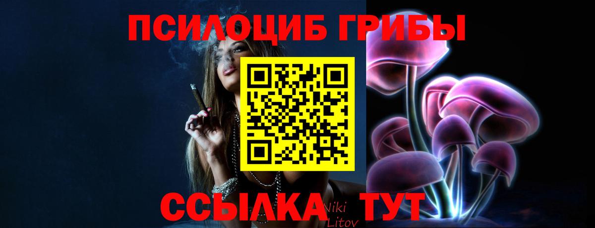 Псилоцибиновые грибы Psilocybe Новосибирск